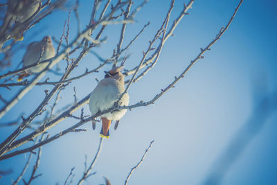 Low angle view of bird perching on branch