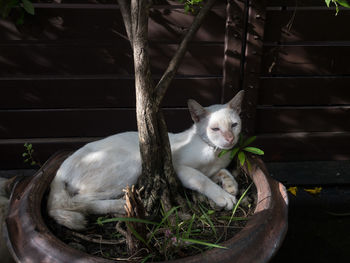 Portrait of white cat sitting outdoors