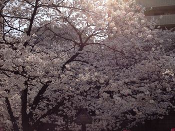 Low angle view of cherry blossoms