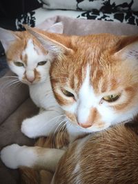 Close-up of cats on sofa