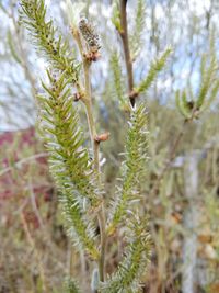 Close-up of fresh green plant