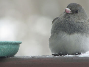 Close-up of junco perching on railing