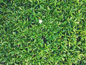 Full frame shot of leaves growing on the ground with a little white flower