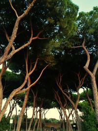 Low angle view of trees against sky