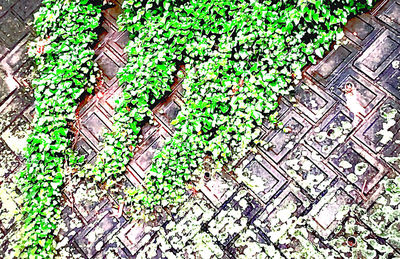 High angle view of ivy growing on wood