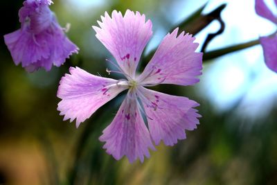 Close-up of pink flowering plant