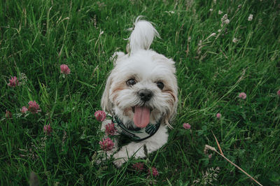 Portrait of dog on field