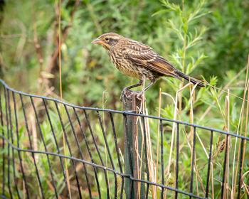 Bird perching on a fence