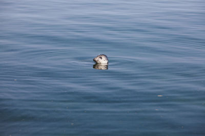 High angle view of grey seal swimming in sea water