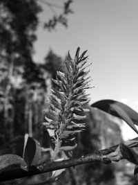 Close-up of leaves