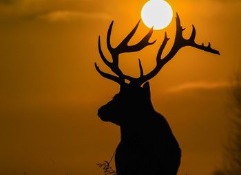 Close-up of silhouette deer against sky during sunset