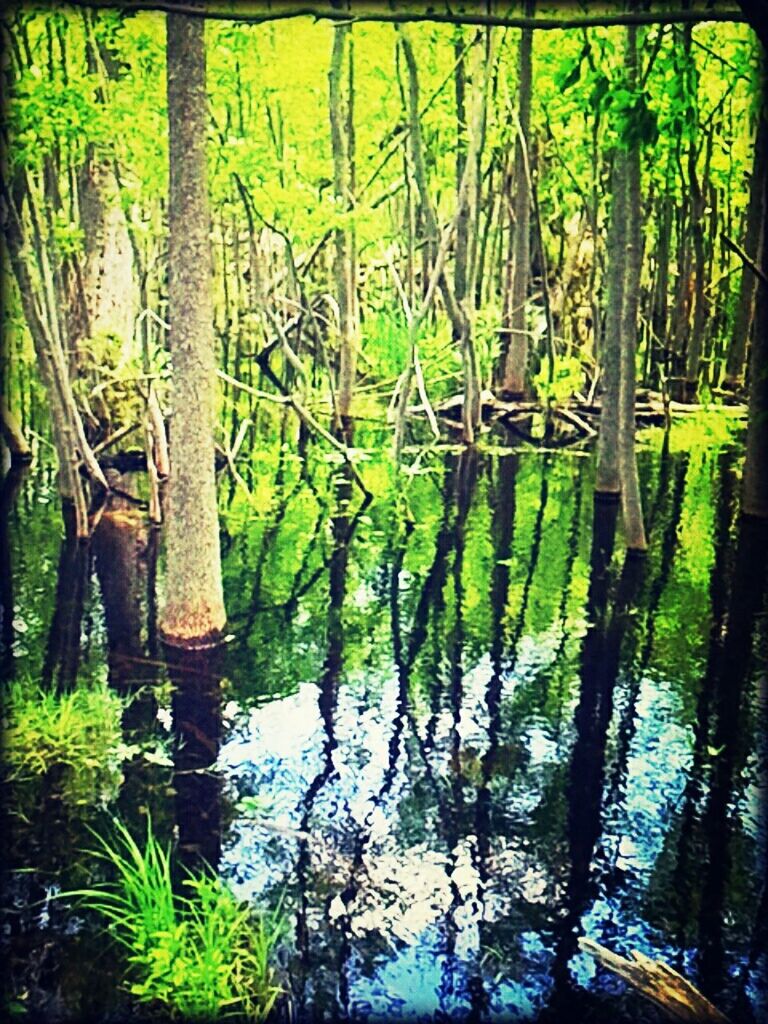 transfer print, water, auto post production filter, tree, reflection, tranquility, growth, lake, nature, tree trunk, tranquil scene, green color, plant, beauty in nature, branch, scenics, forest, grass, day, outdoors