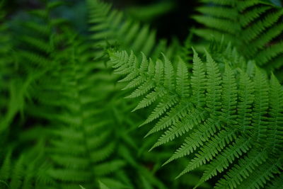 Close-up of fern leaves