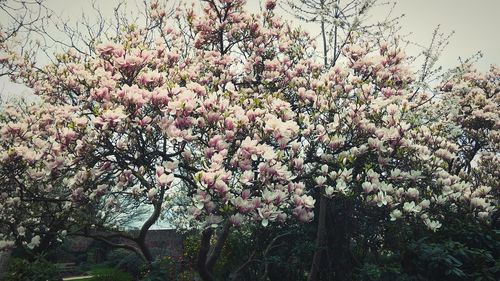 Low angle view of pink flowers blooming on tree