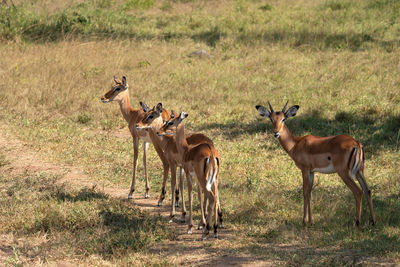 Impala, aepyceros melampus,  national parks of uganda