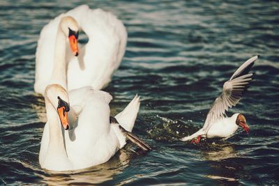 Birds in water