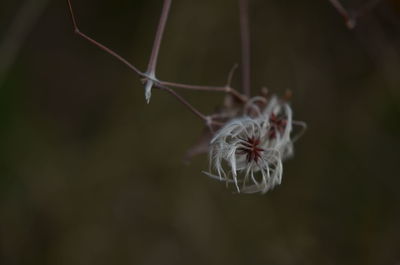 Close-up of flower against blurred background