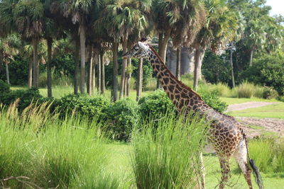 Side view of giraffe in forest