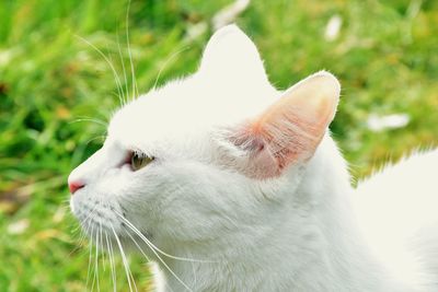 Close-up of white cat