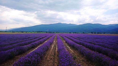 Scenic view of lavender field against sky