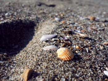 Close-up of crab on sand