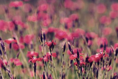 Close-up of pink flowers