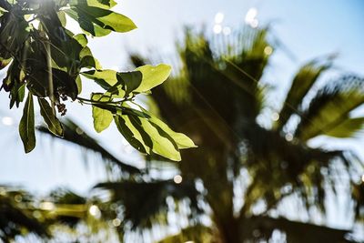 Close-up of leaves on tree