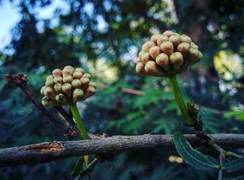 Close-up of fruits on tree