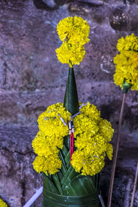 Close-up of yellow flowering plant