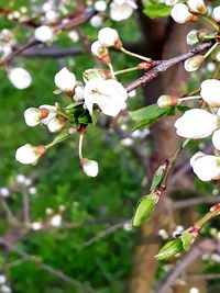 Close-up of white flowering plant