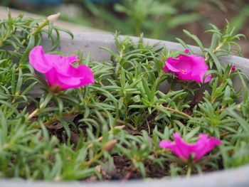 Close-up of pink flowers blooming outdoors