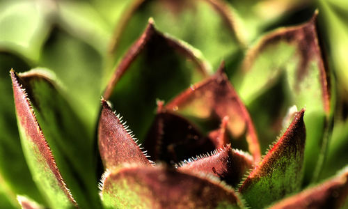 Close-up of leaves