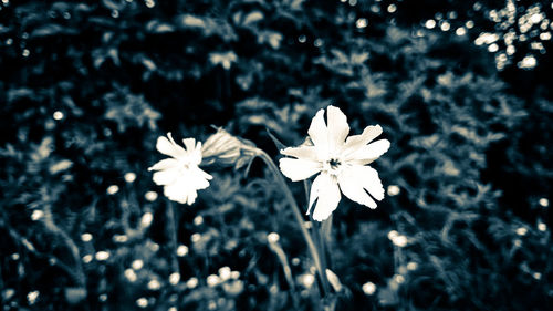 Close-up of white flowers blooming outdoors