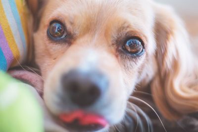 Close-up portrait of dog