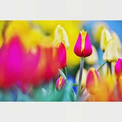 Close-up of yellow tulips blooming outdoors