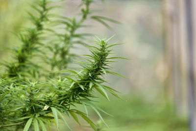 Close-up of fresh green plant