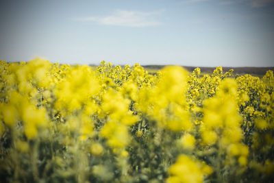 Scenic view of oilseed rape field against sky