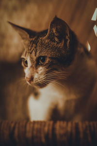 Close-up of cat