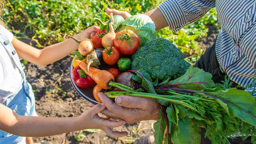 Cropped hands of woman holding fruit