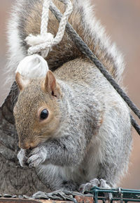 Close-up of squirrel