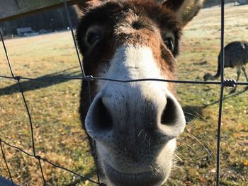 Close-up portrait of donkey on field