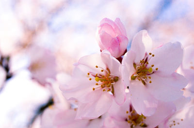Close-up of pink cherry blossom