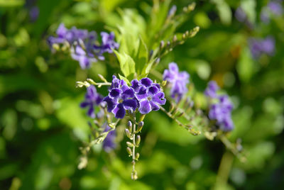 Close-up of purple flowering plant