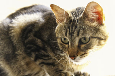 Close-up portrait of cat