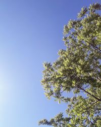 Low angle view of tree against blue sky