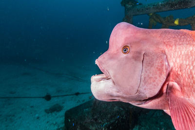 Close-up of fish swimming in sea