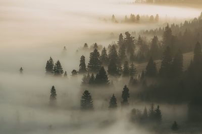 Panoramic view of trees on landscape against sky during foggy weather
