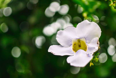 Close-up of white flower blooming outdoors