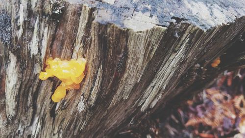 Close-up of yellow leaf on wood