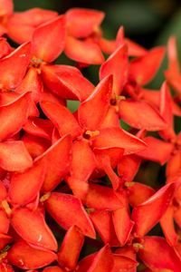 Full frame shot of red chili peppers for sale at market